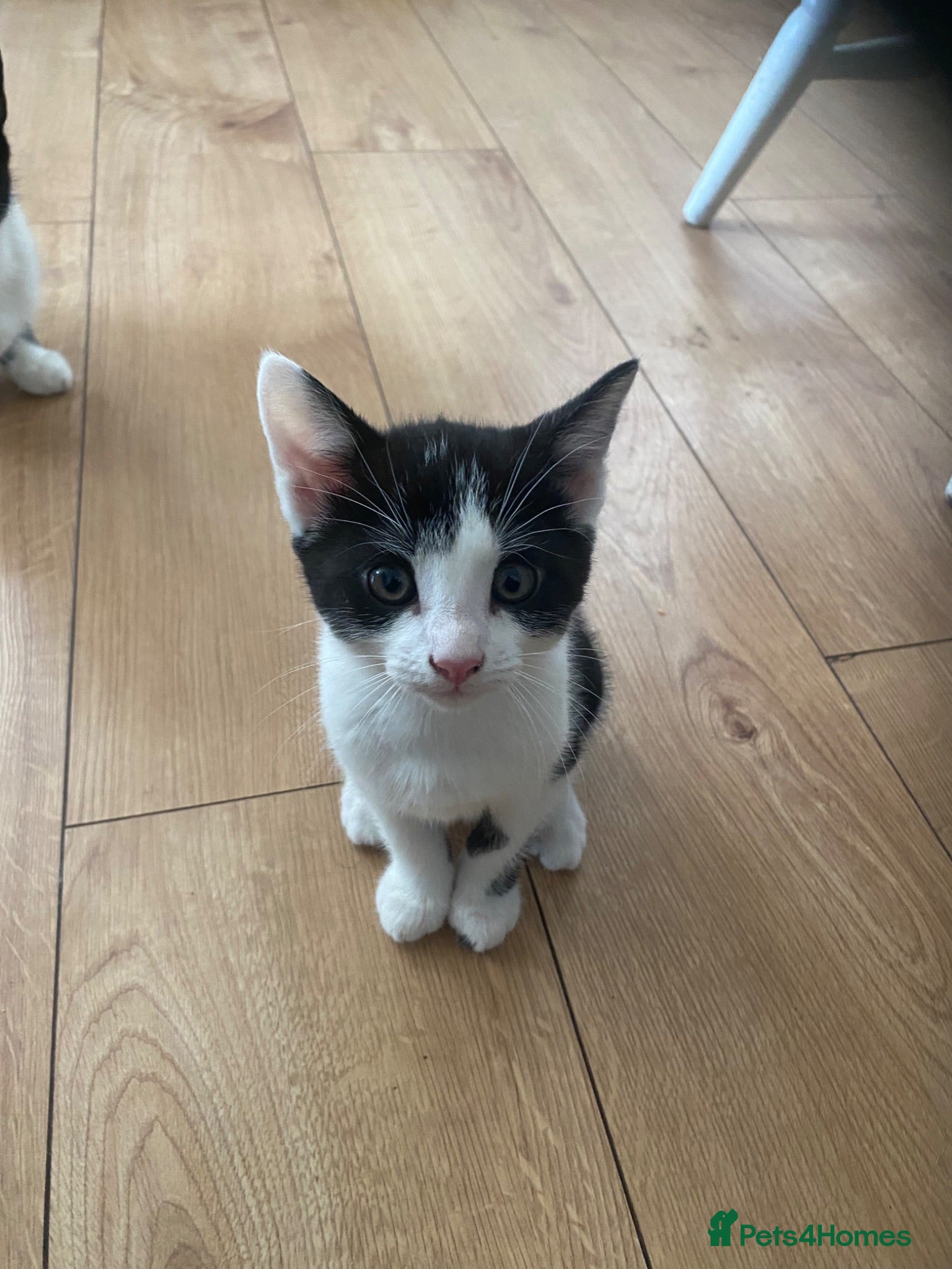 British Shorthair cats Beautiful tuxedo kittens ready now - Advert 1