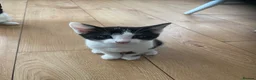 British Shorthair cats for sale: Beautiful tuxedo kittens ready now - Advert 1
