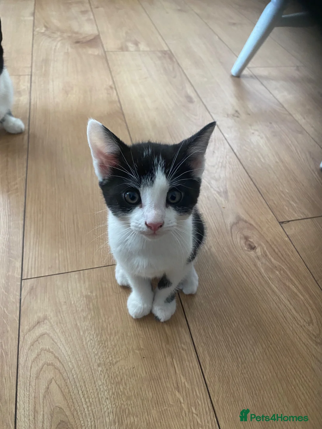 British Shorthair cats for sale: Beautiful tuxedo kittens ready now - Advert 1