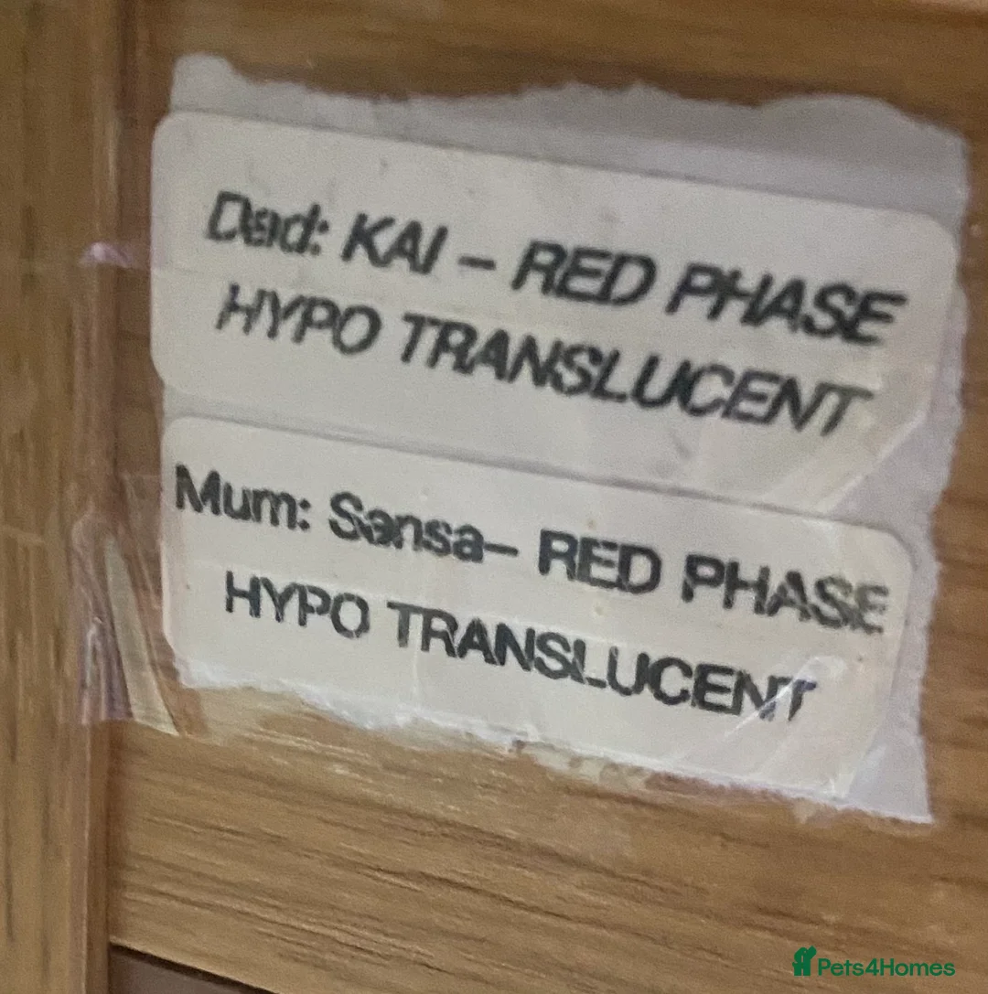 Bearded Dragon reptiles for sale: Beautiful bearded dragon with full Viv  - Advert 2