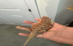 Bearded Dragon reptiles for sale: Juvenile Bearded Dragon PLUS full setup - Image 20