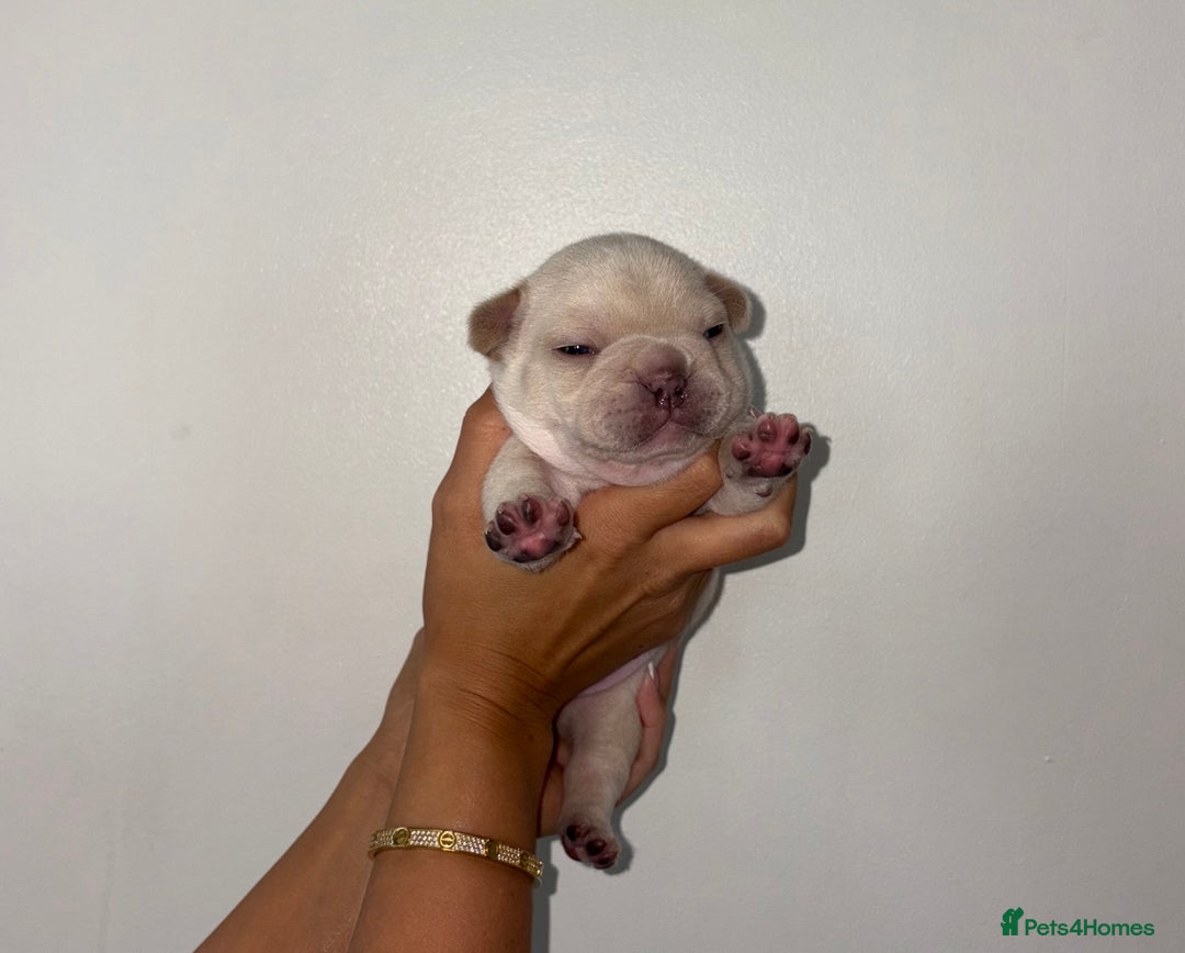 French Bulldog dogs for sale:  French bulldogs  - Advert 5