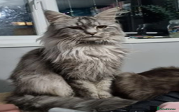 Maine Coon cats for sale: Beautiful Female Maine Coon Sisters 18 months old - Advert 4