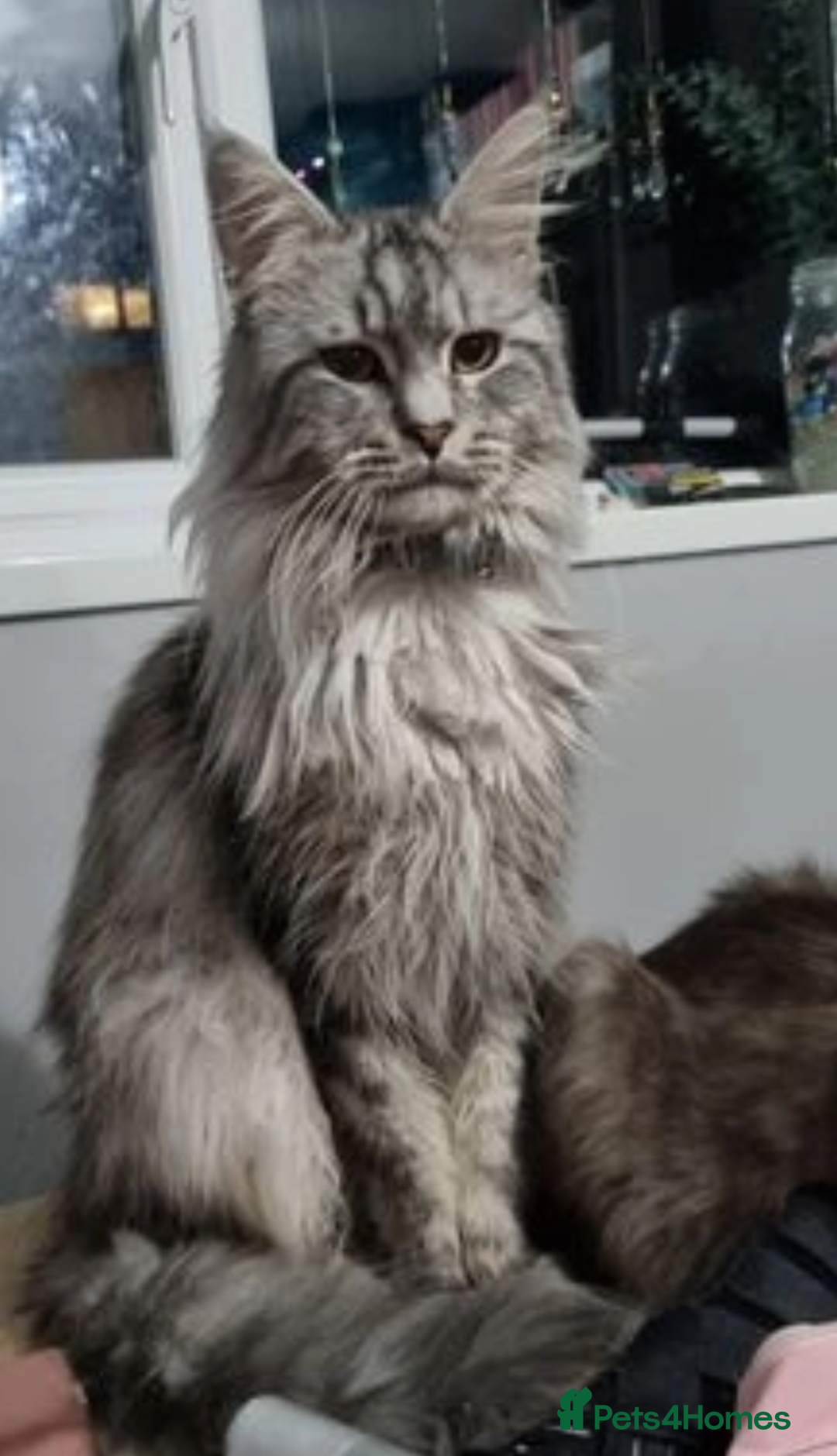 Maine Coon cats for sale: Beautiful Female Maine Coon Sisters 18 months old - Advert 4