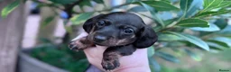 Miniature Dachshund dogs for sale: Gorgeous girls Mini Dachshund  - Advert 24