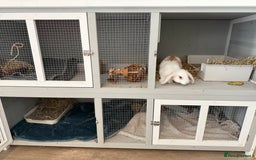 Mini Lop rabbits for sale: Friendly little bunny - Image 5