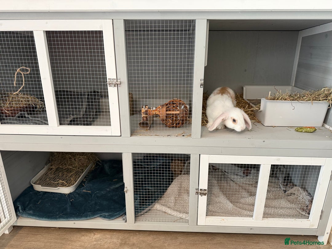 Mini Lop rabbits for sale: Friendly little bunny - Image 5