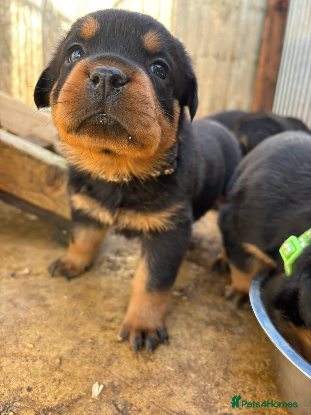 Rottweiler dogs for sale: Top KC Registered Female Puppies - Advert 2