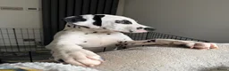 Dalmatian dogs for sale: KC Reg Dalmatian Male Puppy Ready Now - Advert 5
