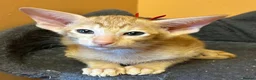 Oriental cats for sale: GCCF Reg Rare Oriental RED & APRICOT FEMALES - Advert 5