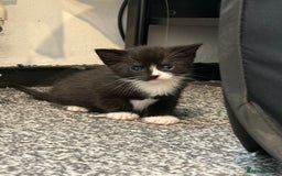 British Shorthair cats for sale: Kittens black and white  - Image 8