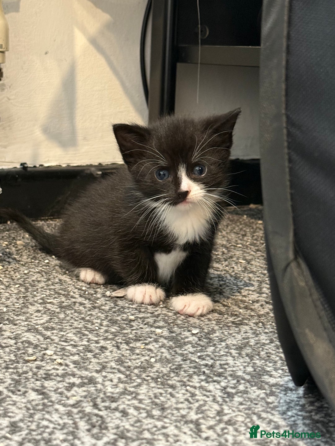 British Shorthair cats for sale: Kittens black and white  - Image 8