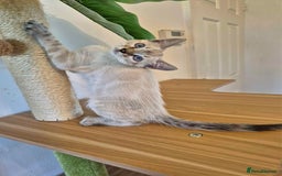 Bengal cats for sale: ONE LEFT! TICA F6 CLOUDED Rosetted bengal kittens  - Image 4