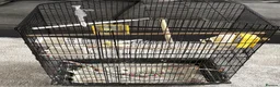 Budgerigars birds for sale: Cooki  - Advert 3