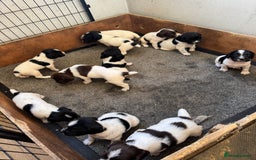 English Springer Spaniel dogs for sale: KC REG ENGLISH SPRINGER SPANIEL - Image 4