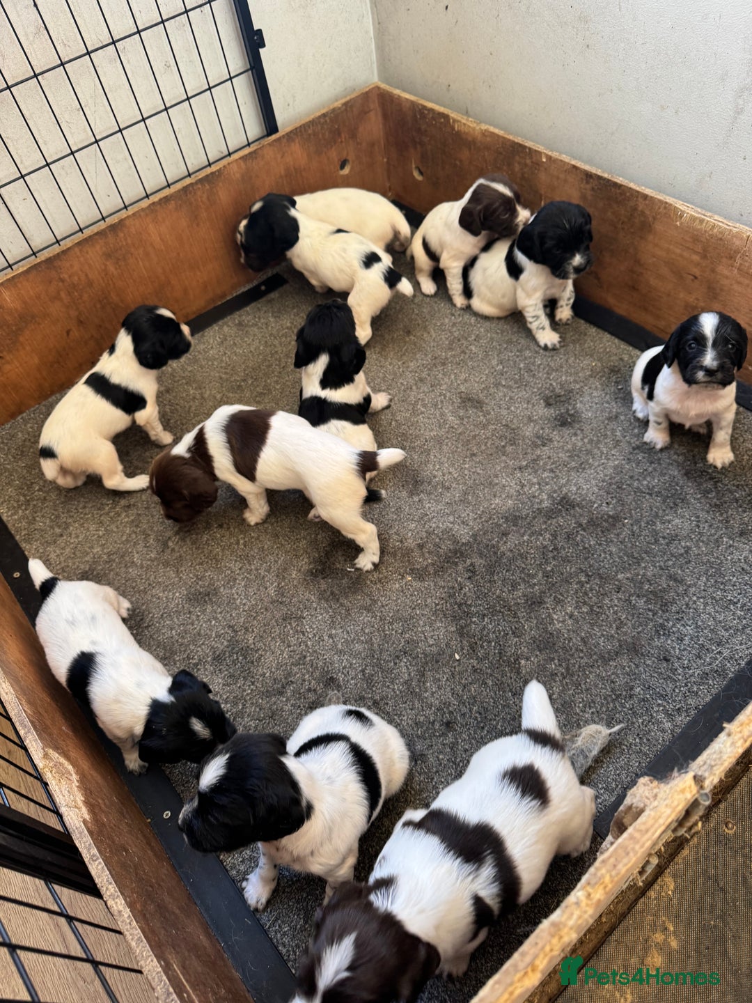English Springer Spaniel dogs for sale: KC REG ENGLISH SPRINGER SPANIEL - Image 4