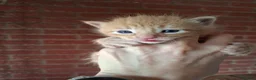 Domestic Shorthair cats for sale: Ginger male  - Advert 5