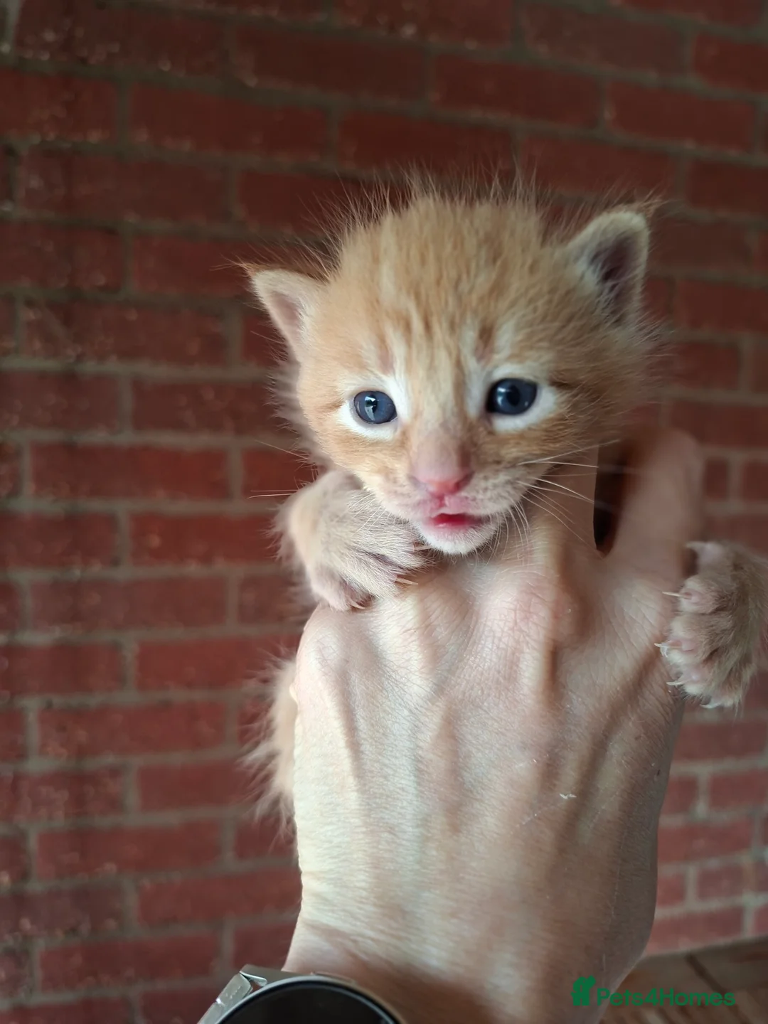 Domestic Shorthair cats for sale: Ginger male  - Advert 5