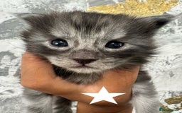 Maine Coon cats for sale: Full Maine Coone Kittens - Image 18