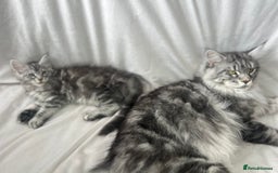 Maine Coon cats for sale: TICA REGISTERD MAINCOON KITTEN’S ⭐️ - Image 32