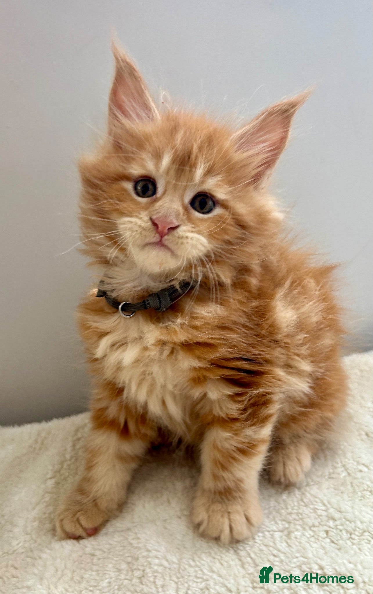 Maine Coon cats TICa reg 9 XXL Massive Red Kittens - Advert 2