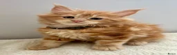 Maine Coon cats for sale: TICa reg 9 XXL Massive Red Kittens - Advert 32