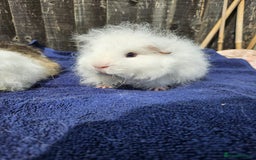 Guinea Pig rodents for sale: 3 young male guinea pigs available - Image 7
