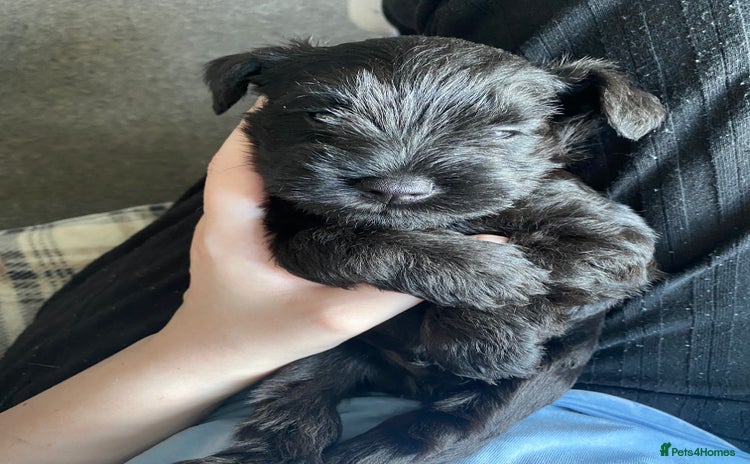 Miniature Schnauzer dogs - Advert 1