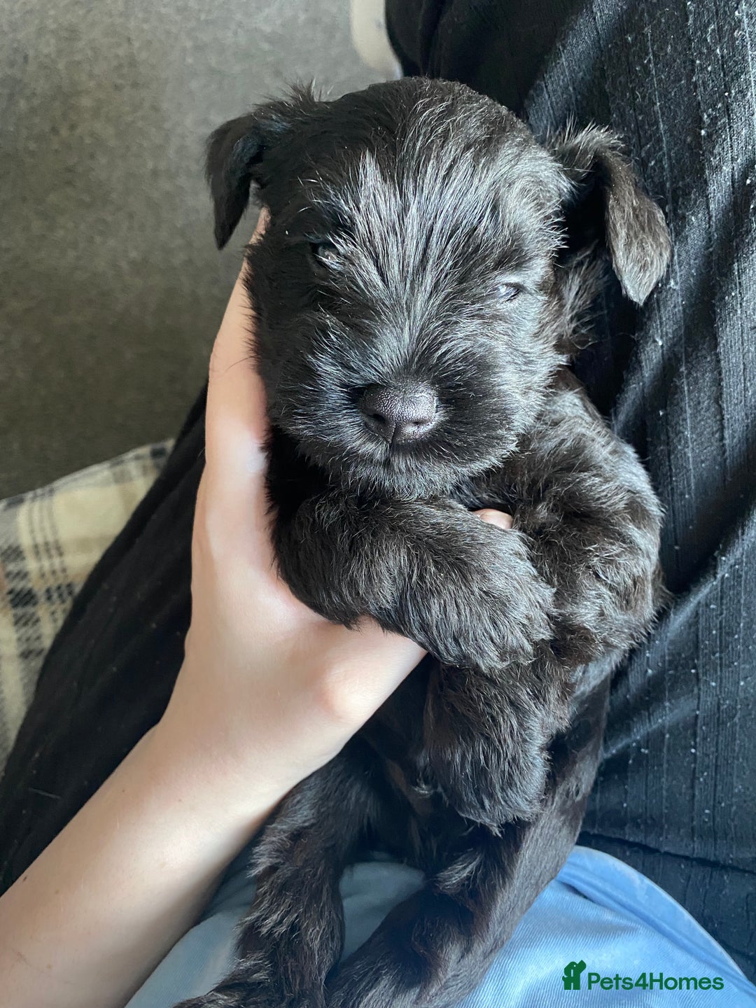 Miniature Schnauzer dogs for sale: KC Registered Black Miniature Schnauzer Pups  - Image 1