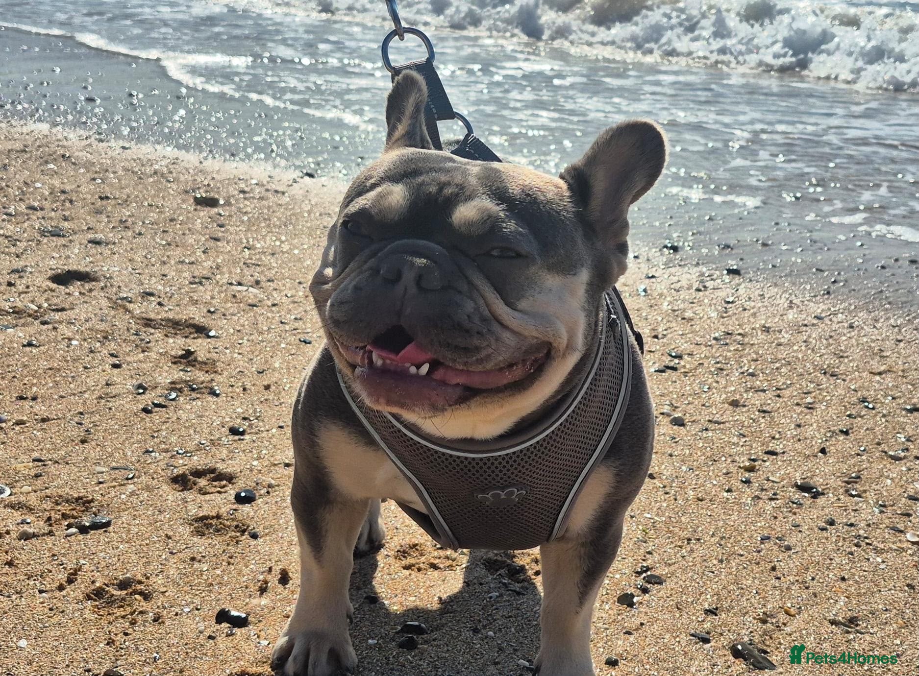 French Bulldog dogs Just arrived French Bulldog Puppy  - Advert 4