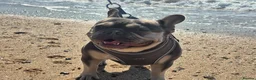 French Bulldog dogs for sale: Just arrived French Bulldog Puppy  in Sittingbourne - Advert 1