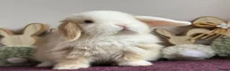 Mini Lop rabbits for sale: Mini lop boys and girls  - Advert 6