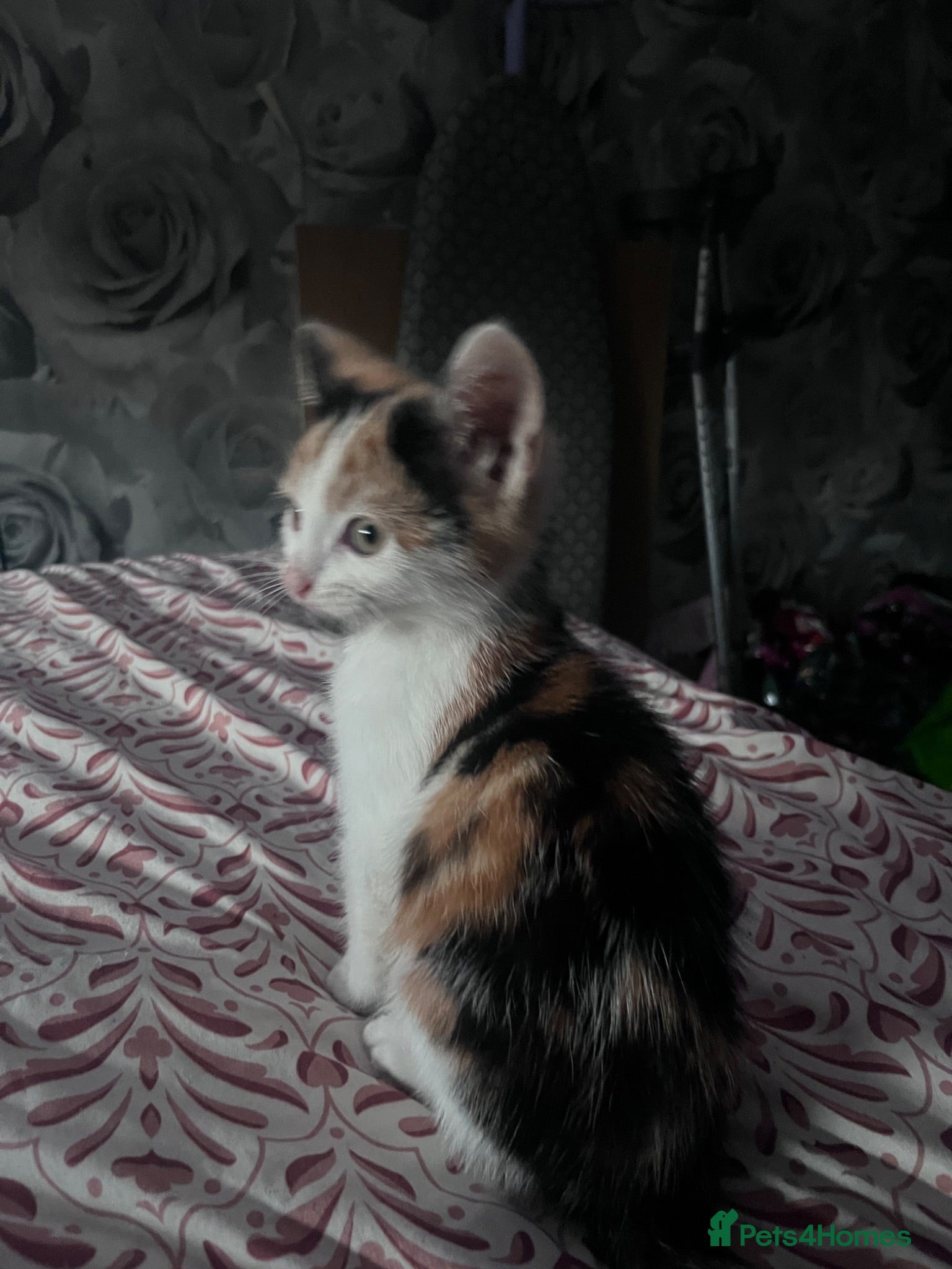Mixed Breed cats 6 Adorable Tortie Mixed breed Kittens - Advert 16
