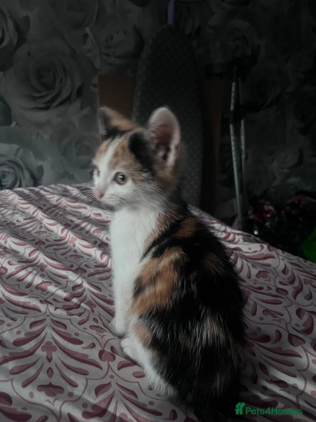 Mixed Breed cats for sale: 6 Adorable Tortie Mixed breed Kittens - Advert 1