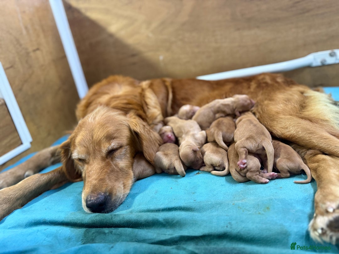 Golden Retriever dogs for sale: FOX RED WORKING GOLDEN RETRIEVERS- 5 STAR BREEDERS - Image 7
