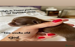 Chihuahua dogs for sale: Stunning KC Chihuahua puppies 🇬🇧 bloodlines - Image 7