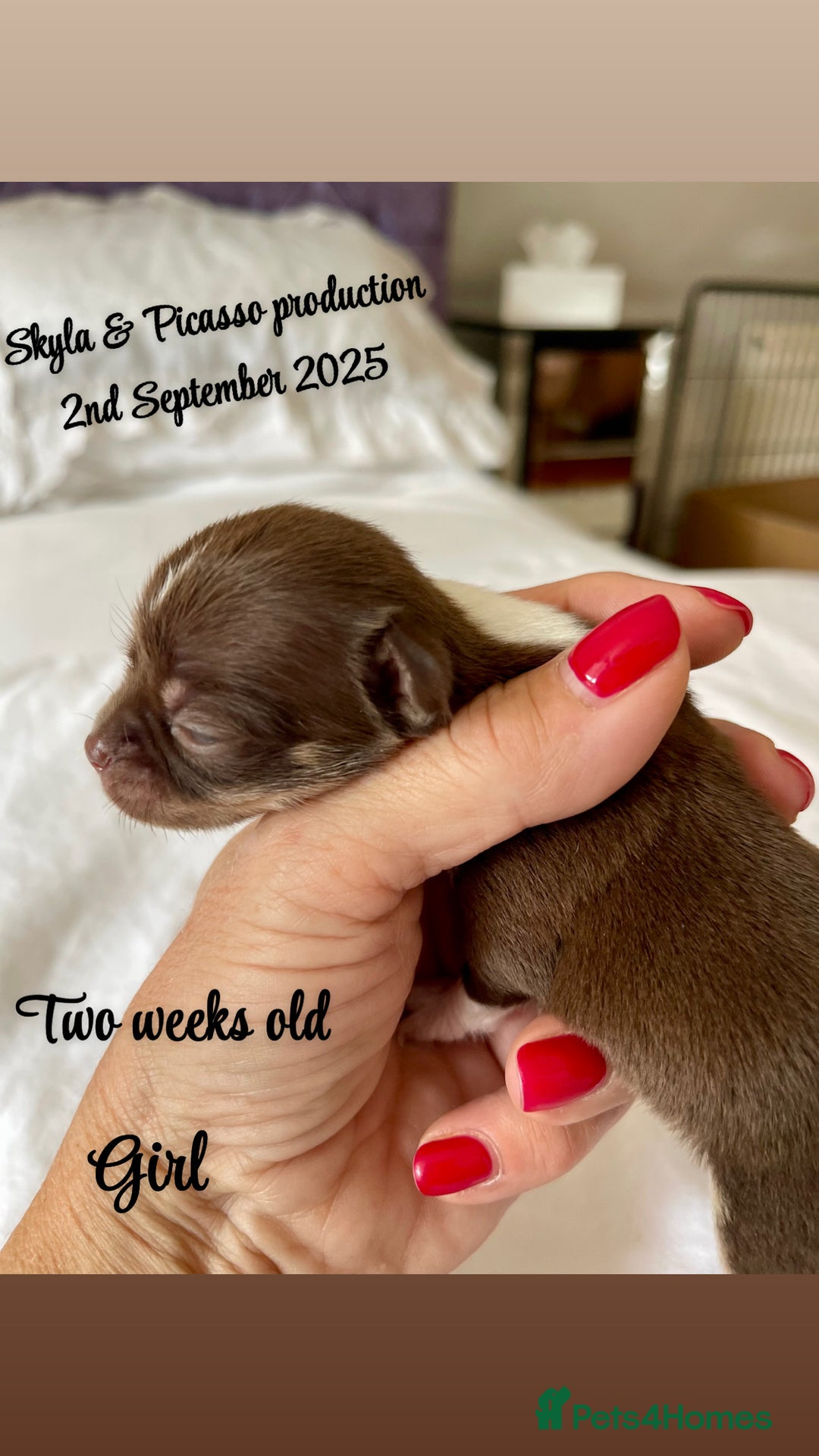 Chihuahua dogs for sale: Stunning KC Chihuahua puppies 🇬🇧 bloodlines - Image 7