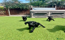 Labrador Retriever dogs for sale: Stunning litter of Black Labrador puppies  in Lydbury North - Image 29