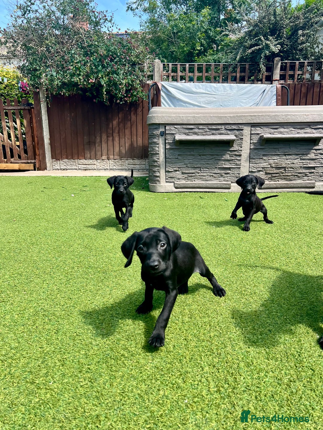 Labrador Retriever dogs for sale: Stunning litter of Black Labrador puppies  in Lydbury North - Image 29