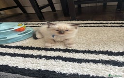 Ragdoll cats for sale: Ragdoll kittens - Image 39
