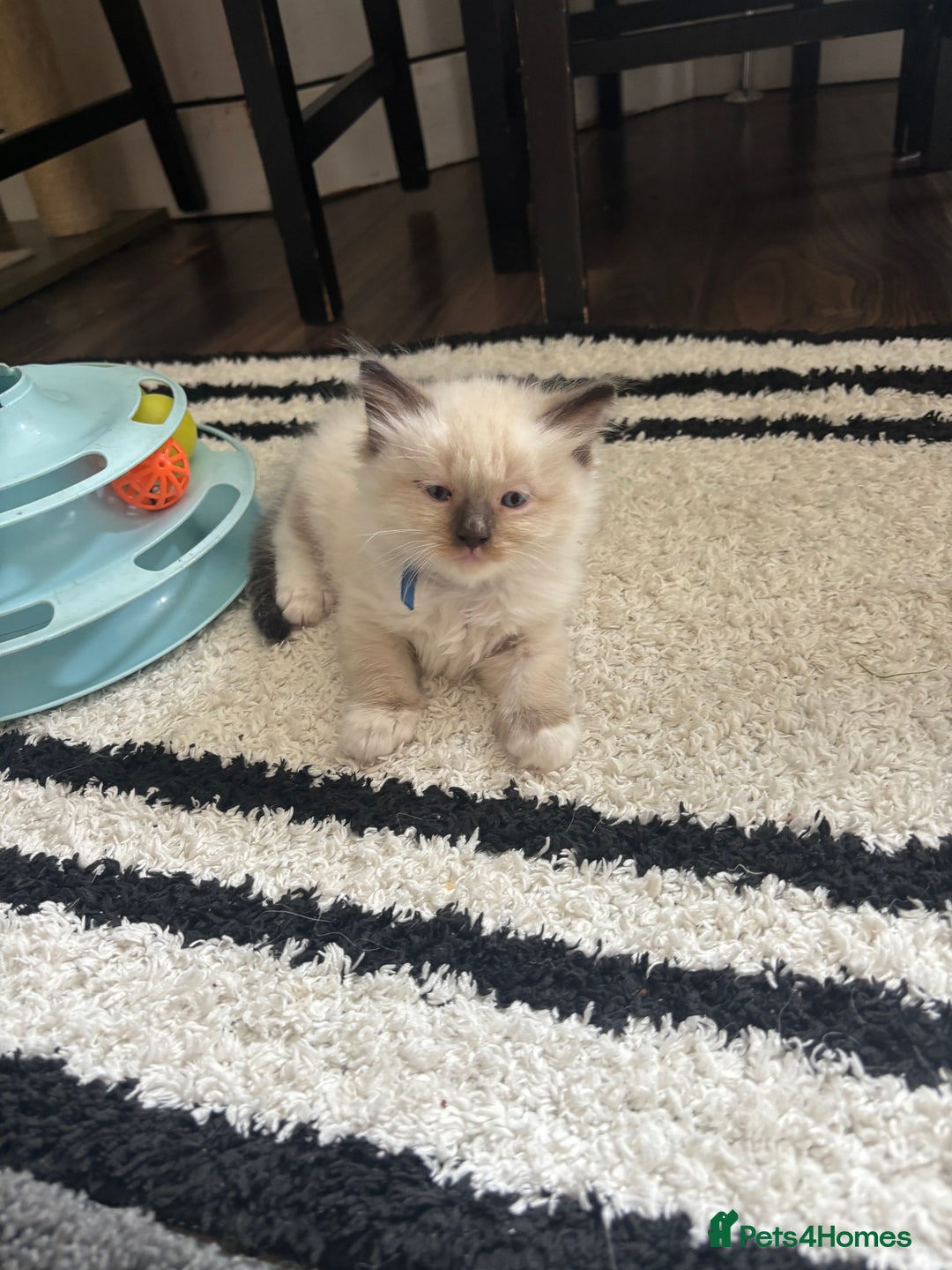 Ragdoll cats for sale: Ragdoll kittens - Image 39