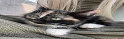 Ragdoll cats for sale: Ragdollx  - Advert 1