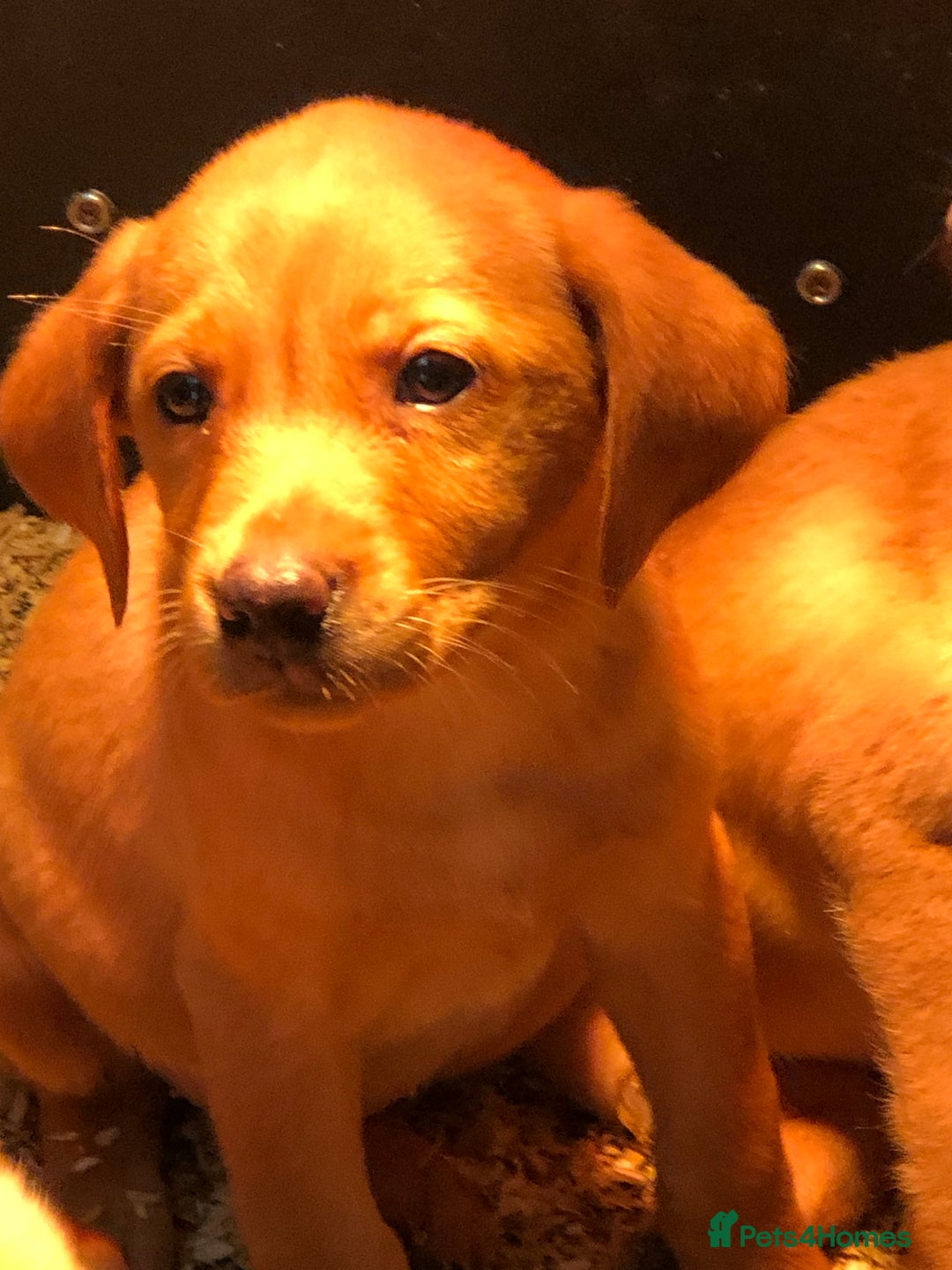 Labrador Retriever dogs for sale: chunky kc registered labrador pups - Advert 13