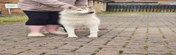 Siberian Husky dogs for sale: Beautiful KC registered Siberian husky  - Advert 3