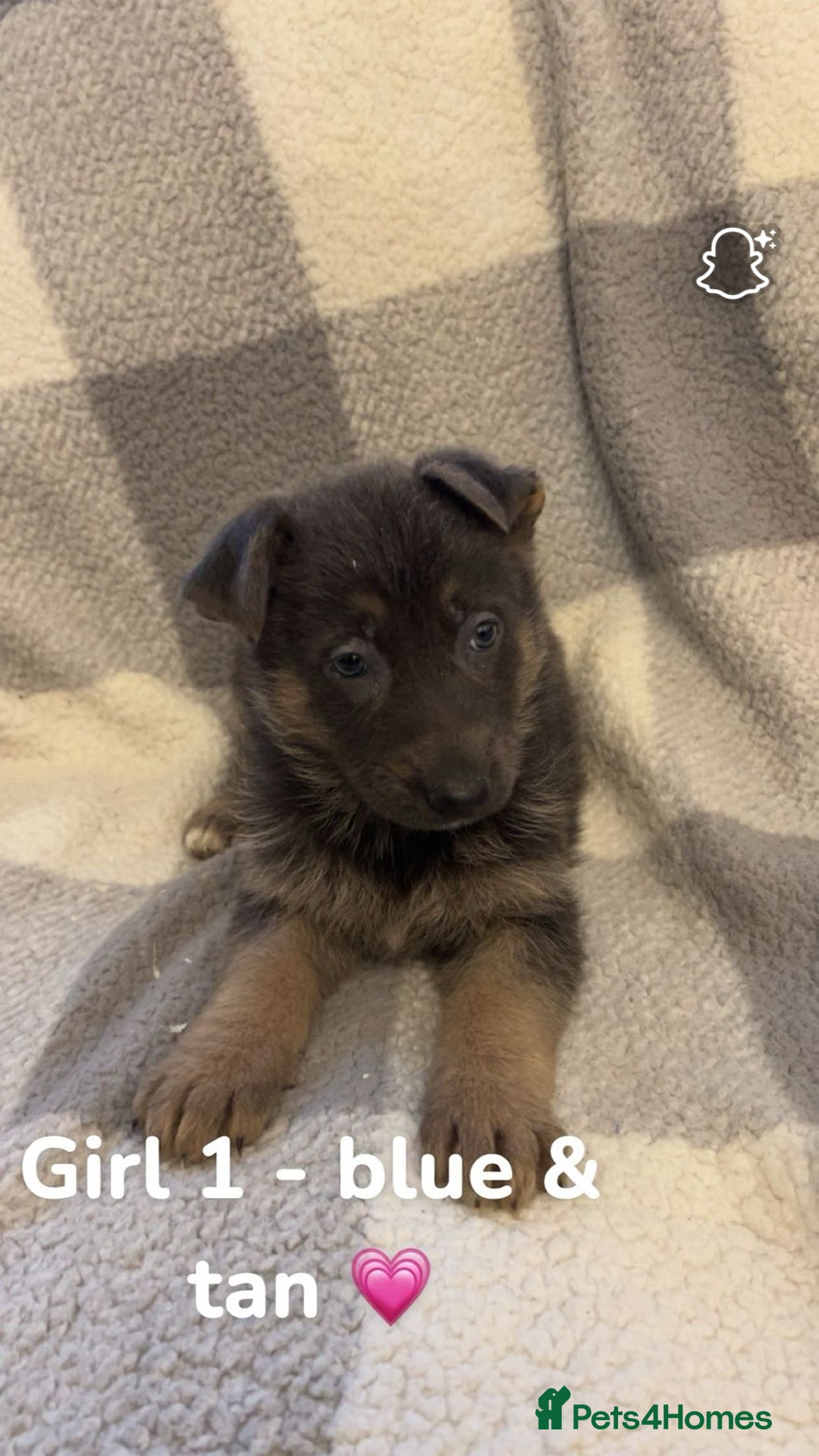 German Shepherd dogs for sale: Beautiful litter of coloured German shepherds!  - Advert 10