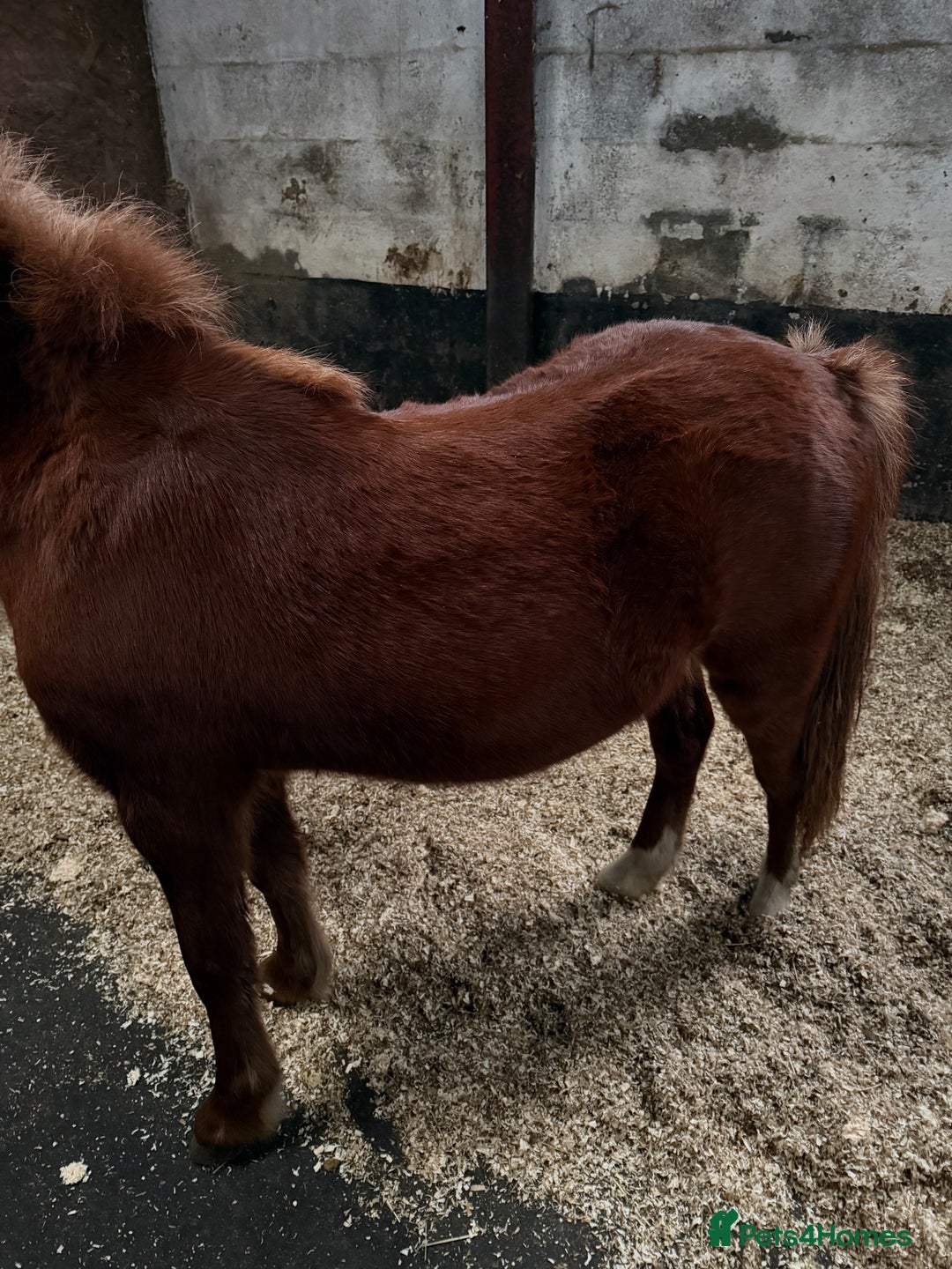 Welsh Section A horses for sale: Little Daisy chain  - Advert 5