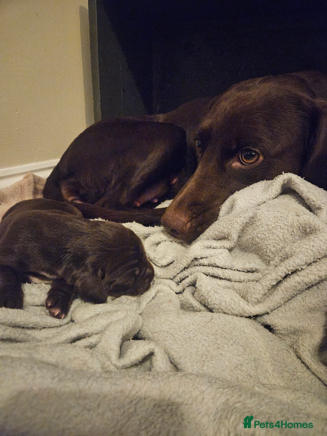 Springador dogs for sale: Two springador puppies - Image 12