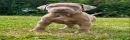 Bandog dogs for sale: BANDOG MASTIFF PUPPIES, TOP EUROPEAN WORKING BLOOD - Advert 19