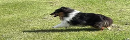 Shetland Sheepdog dogs for sale: Beautiful tri Shetland sheepdog bitch  - Advert 2