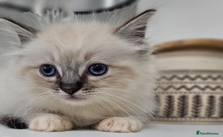 Ragdoll cats - Advert 13